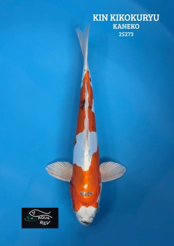 Carpe Koi KIN KIKOKURYU - KANEKO