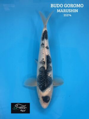 Carpe Koi BUDO GOROMO - MARUSHIN