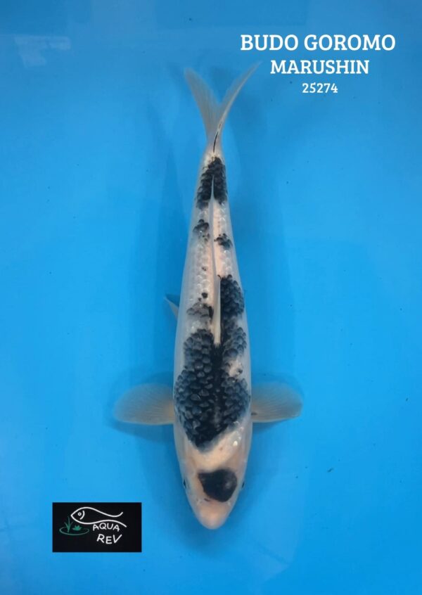 Carpe Koi BUDO GOROMO - MARUSHIN