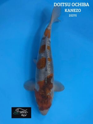 25275 Carpe Koi DOITSU OCHIBA - KANEZO