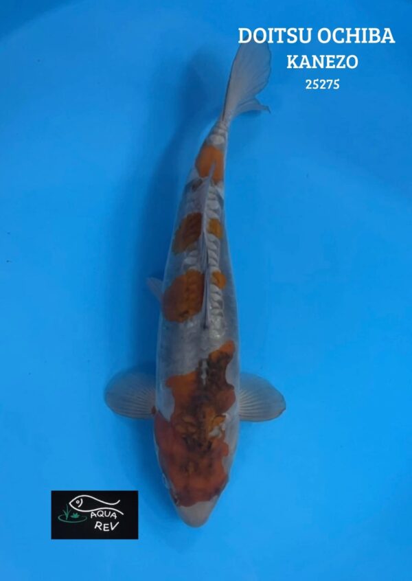 Carpe Koi DOITSU OCHIBA - KANEZO