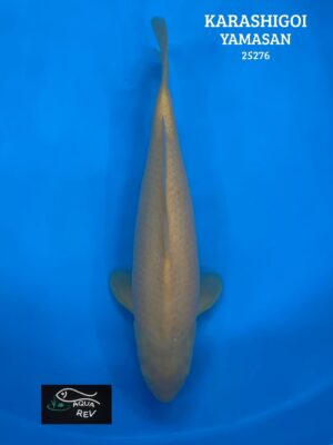 Carpe Koi KARASHIGOI - YAMASAN