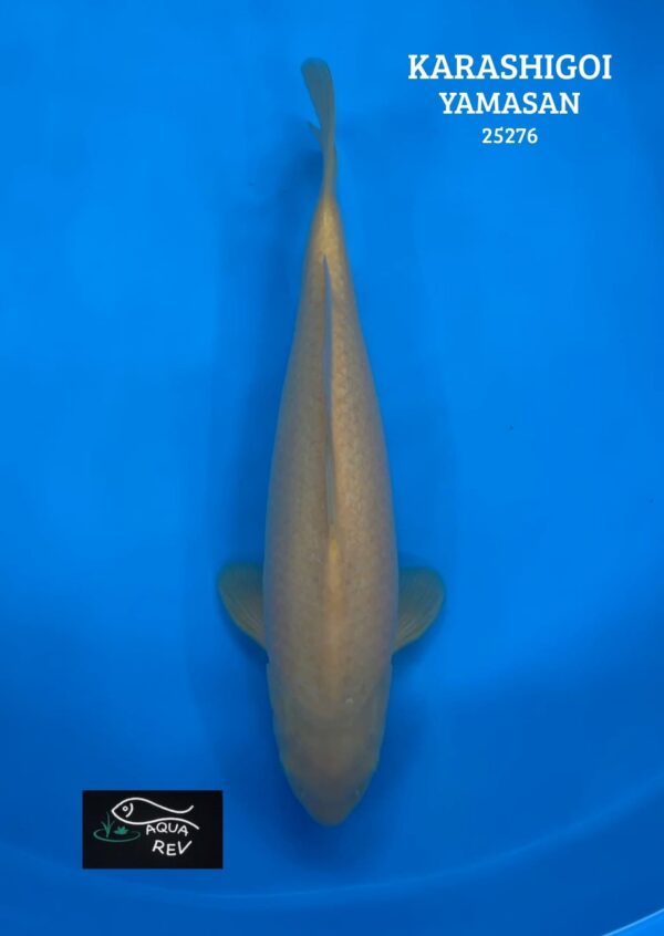 Carpe Koi KARASHIGOI - YAMASAN