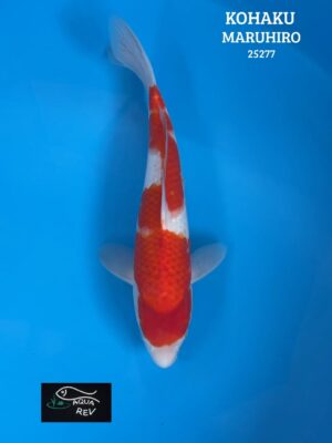 Carpe Koi KOHAKU - MARUHIRO