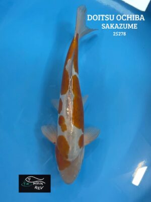 Carpe Koi DOITSU OCHIBA - SAKAZUME