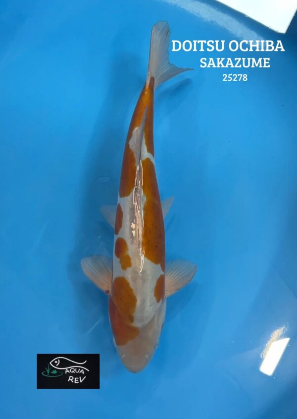 Carpe Koi DOITSU OCHIBA - SAKAZUME