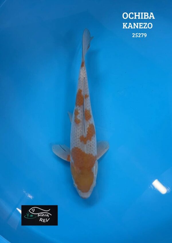 Carpe Koi OCHIBA - KANEZO