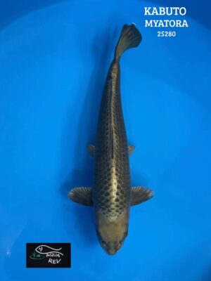 Carpe Koi KABUTO - MYATORA