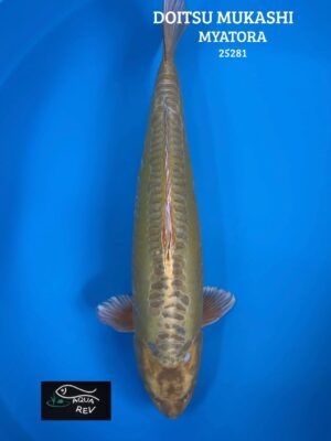 Carpe Koi DOITSU MUKASHI - MYATORA