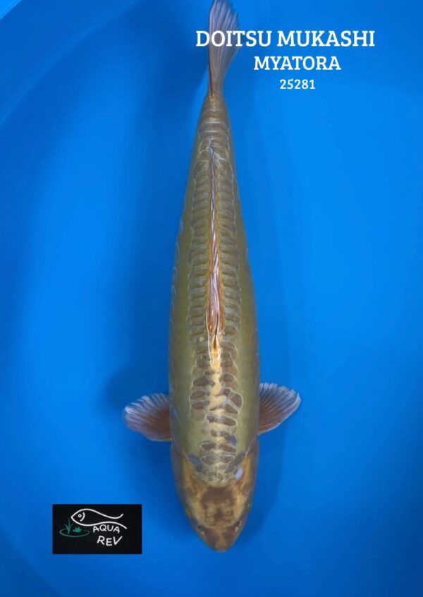 25281 Carpe Koi DOITSU MUKASHI - MYATORA