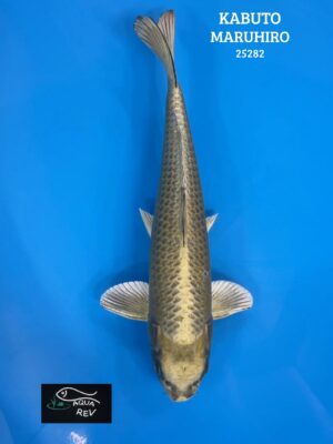 Carpe Koi KABUTO - MARUHIRO
