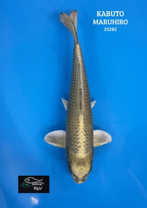 Carpe Koi KABUTO - MARUHIRO