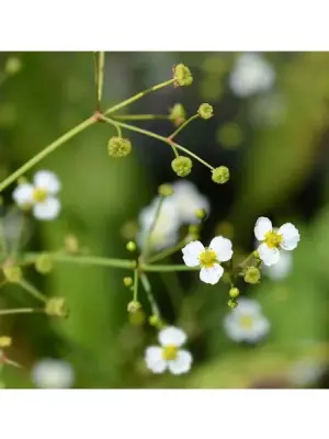Alisma Lanceolatum