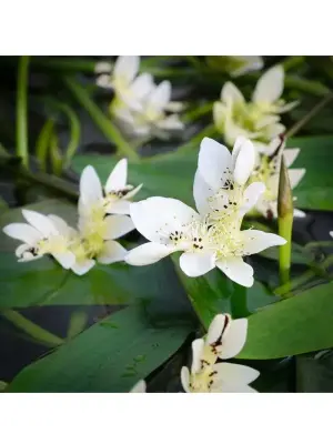 Aponogeton Distachyos