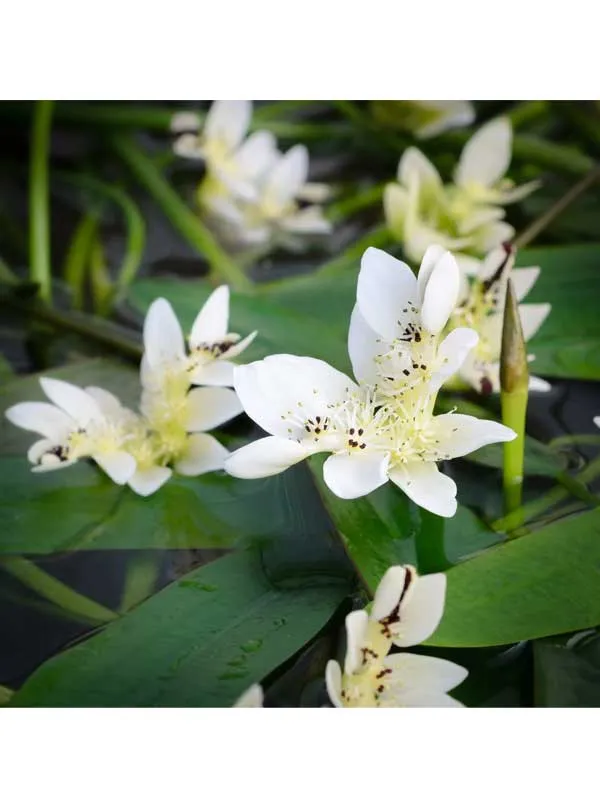 Aponogeton Distachyos