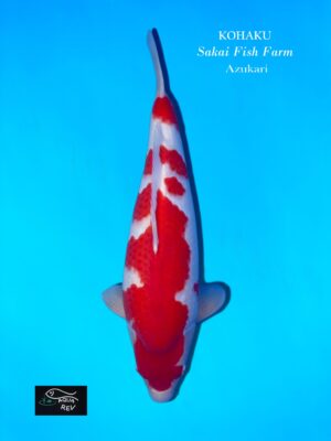 Carpe Koi Kohaku-Sakai-Fish-Farm