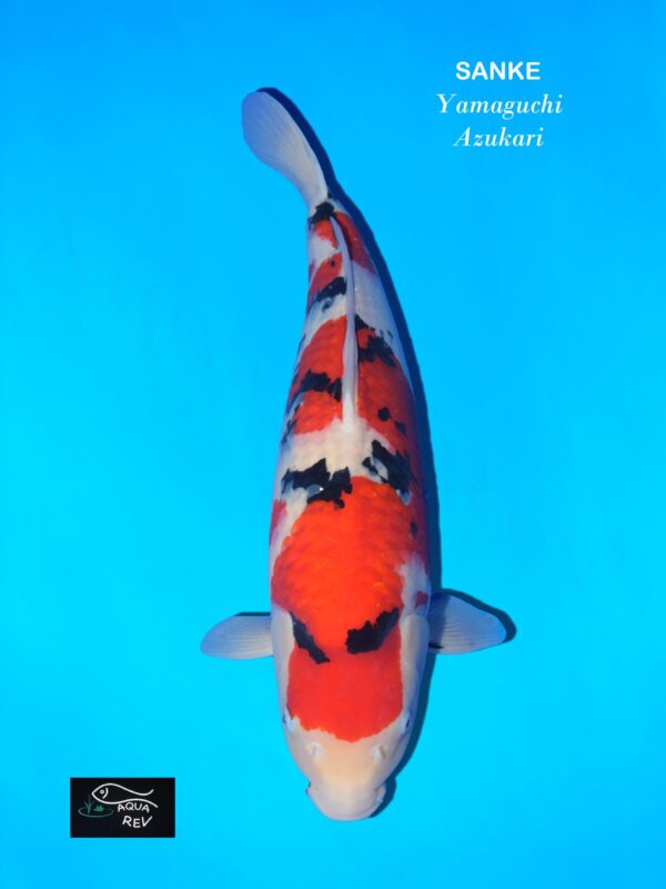 Carpe Koi Sanke - Yamaguchi - Azukari