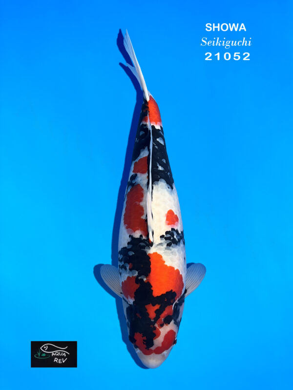 Azukari-Showa-Seikiguchi-2024-b carpe koi showa haute qualité