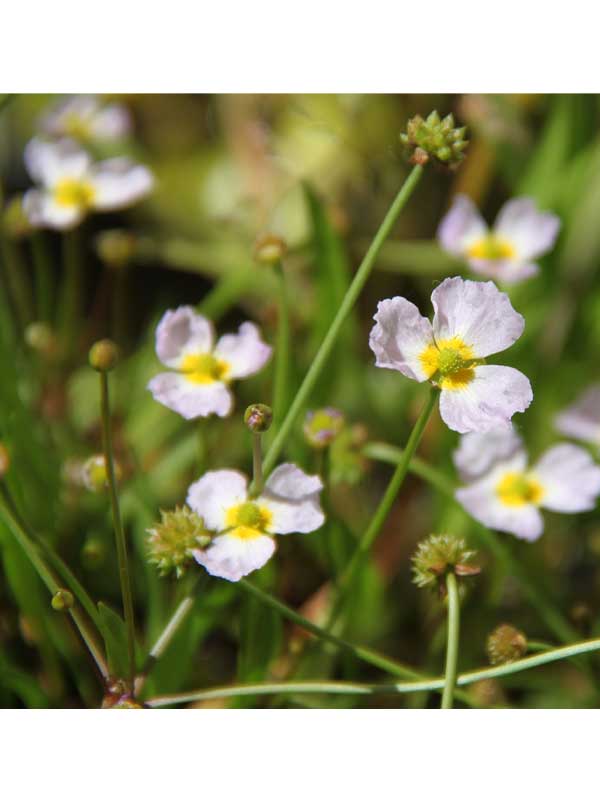 Baldellia Ranunculoides