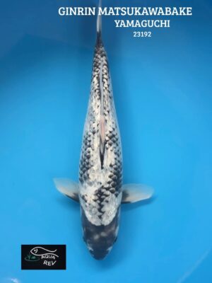 Koi Ginrin Matsukawabake - Yamaguchi