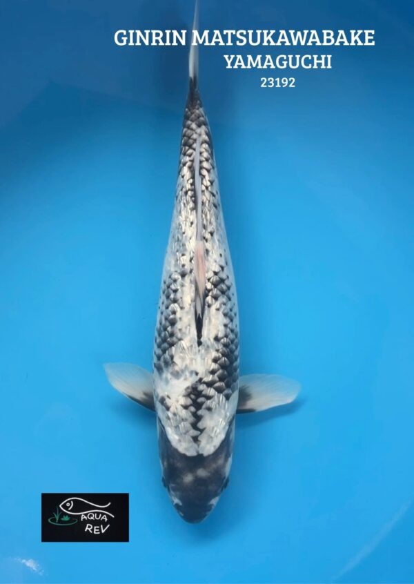 23192 Koi Ginrin Matsukawabake - Yamaguchi