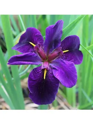 Iris louisiane