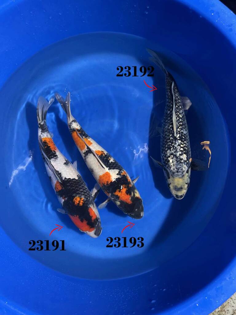 Koi-Bowl-Yamaguchi-Femelles