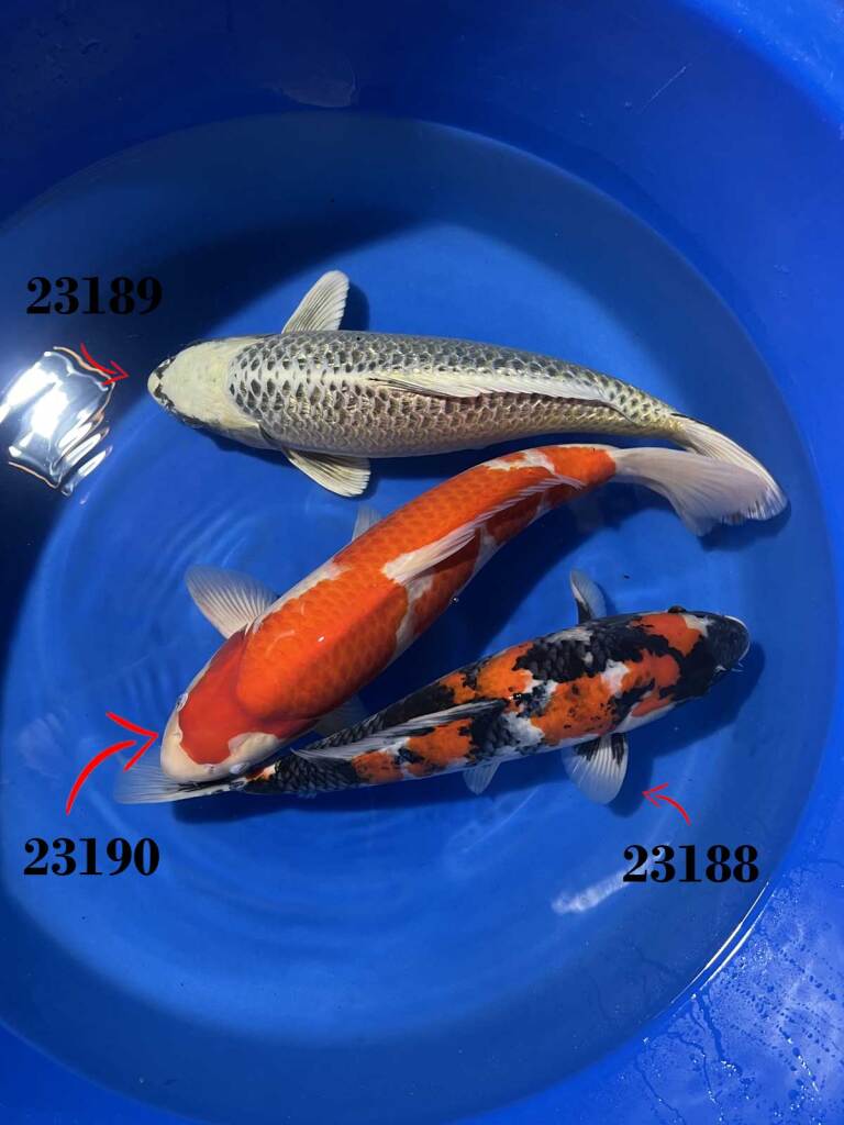 Koi-Bowl-Yamaguchi-Males