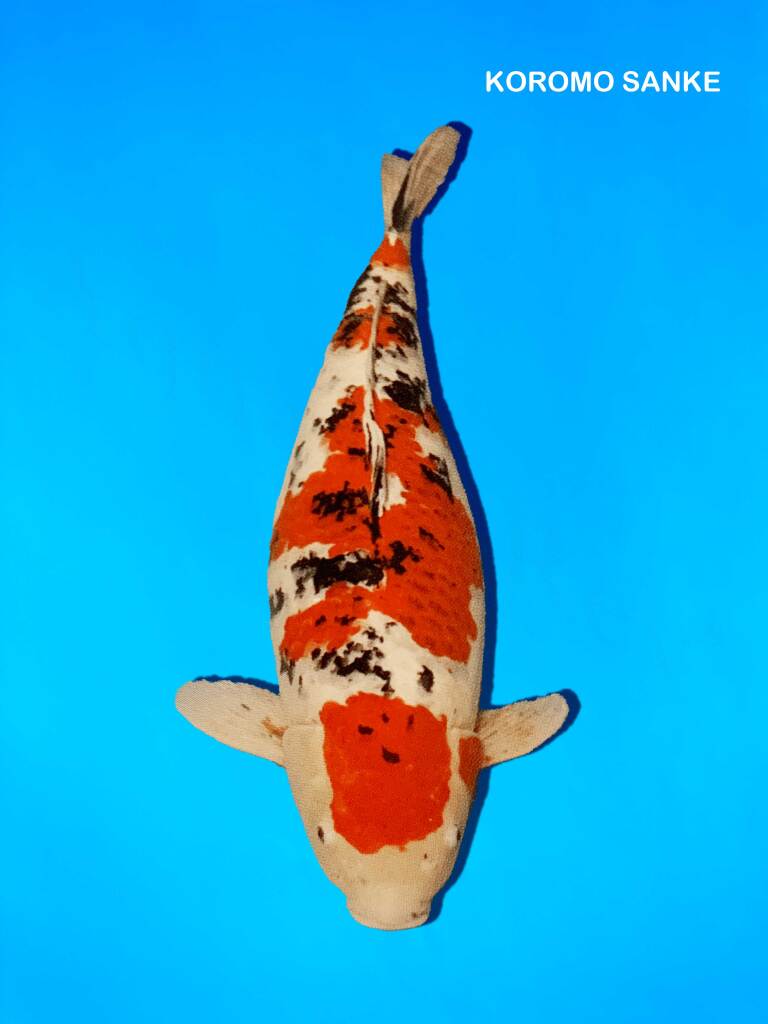 Koromo-sanke