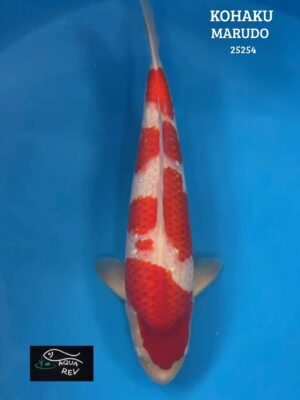 Carpe Koi Kohaku - Marudo