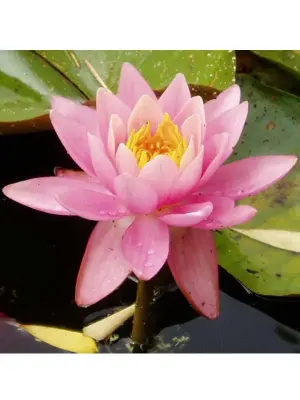 nénuphar fire crest