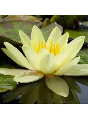 Nymphaea Marliacea Chromatella