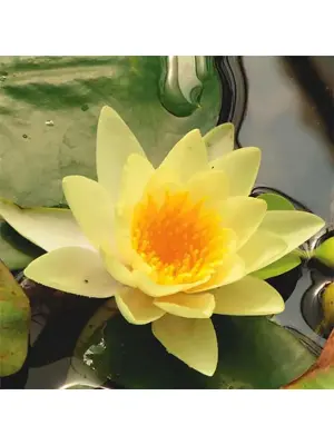 nymphaea yellow sensation