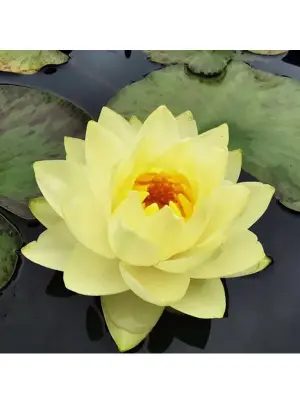 Nymphaea hybride jaune
