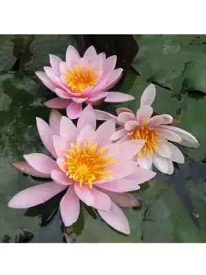 nénuphar rose nymphe