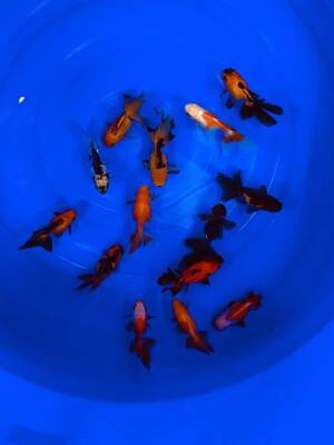 Oranda 8-12cm