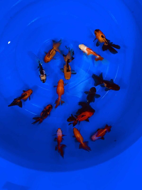 Oranda 8-12cm