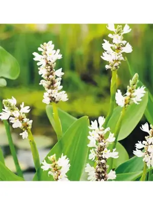 Pontederia Cordata Alba