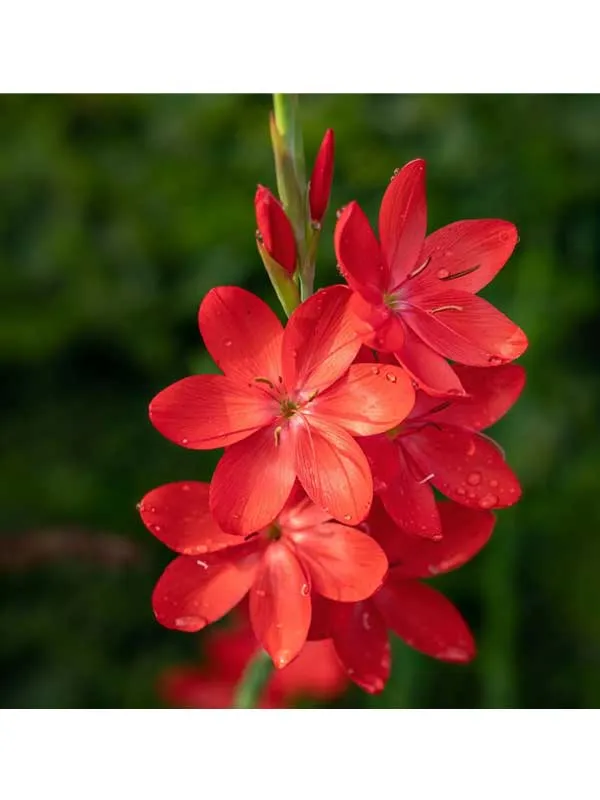 Schizostylis-Coccinea-Major Schizostylis Coccinea Major