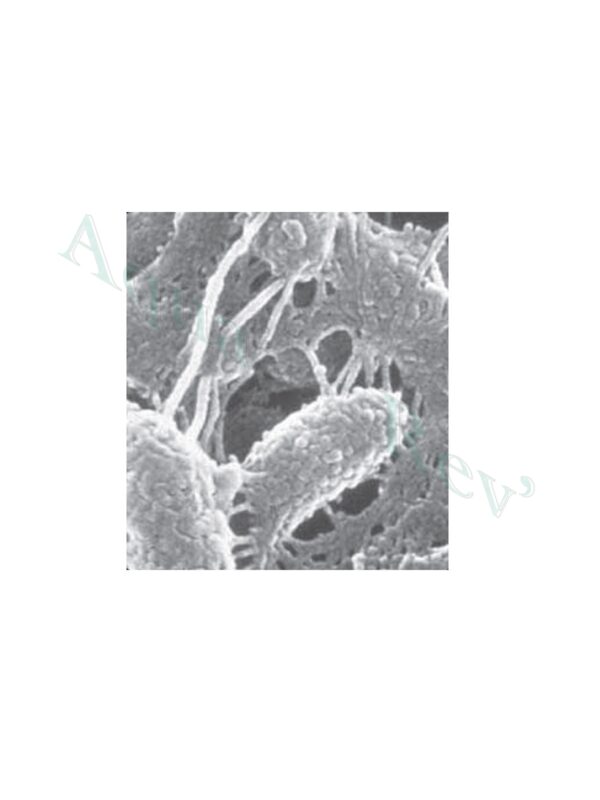 Shark bead 10 biofilm