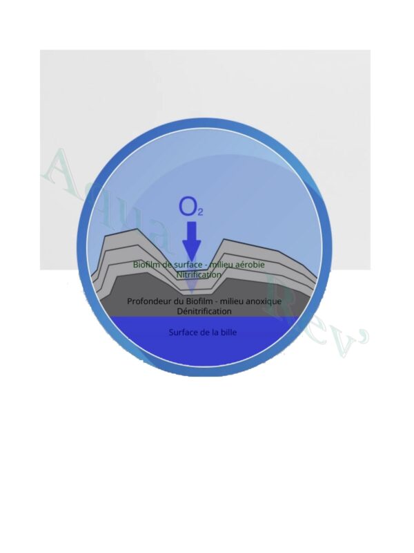 Shark bead 10 - biofilm en couche