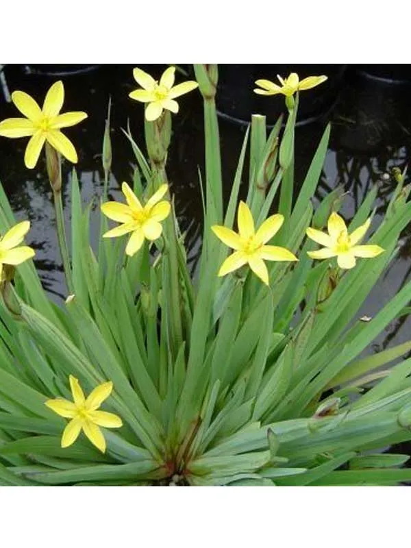 Sisyrinchium-californicum Sisyrinchium californicum