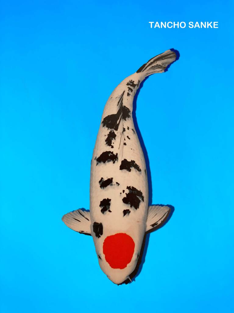 Tancho-sanke