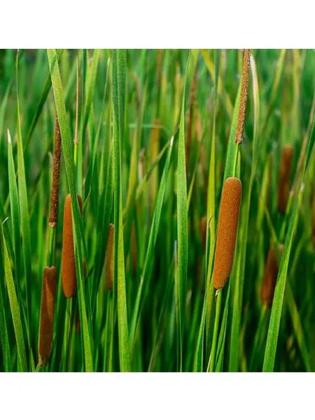 Typha Angustifolia