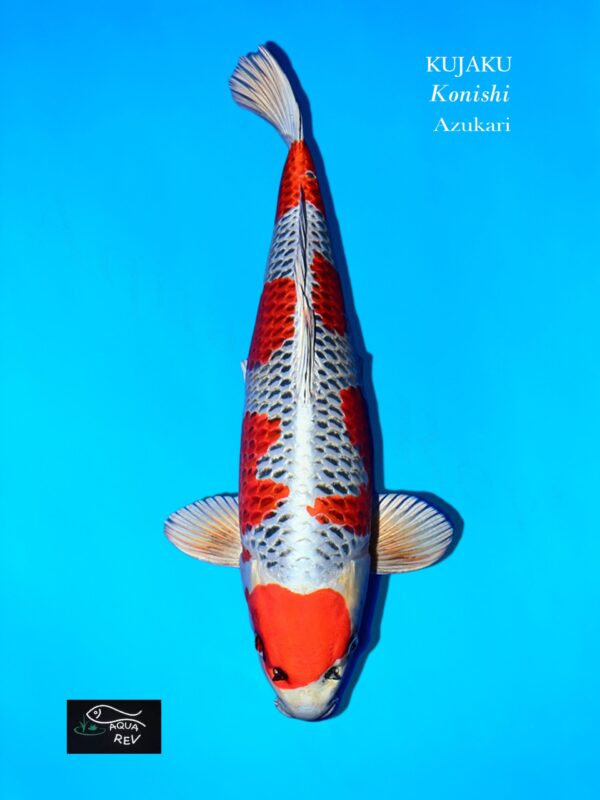 carpe koi kujaku - Konishi