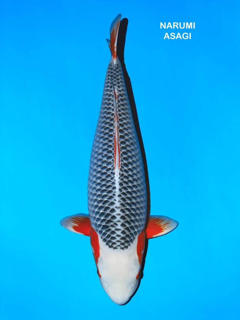 carpe koi asagi type Narumi