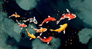 Carpe koi variétés