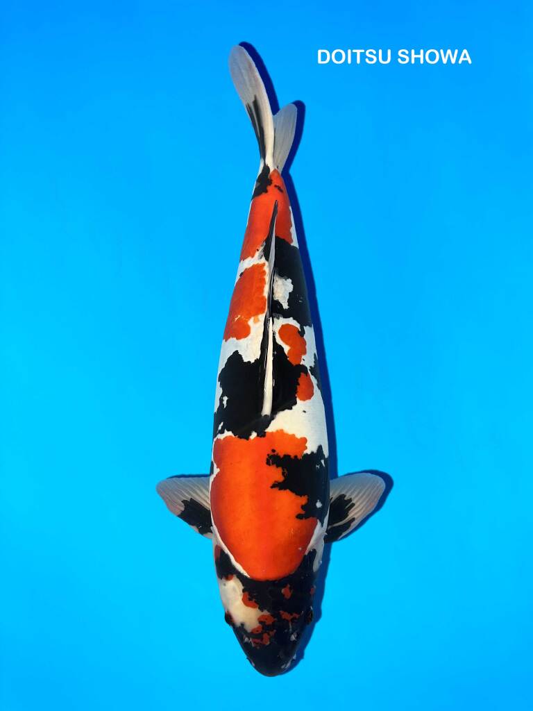 carpe koi showa doitsu