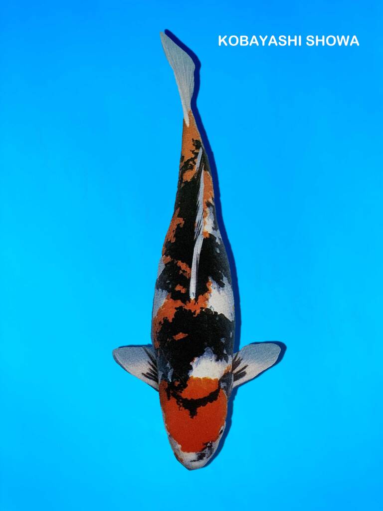 carpe koi showa kobayashi