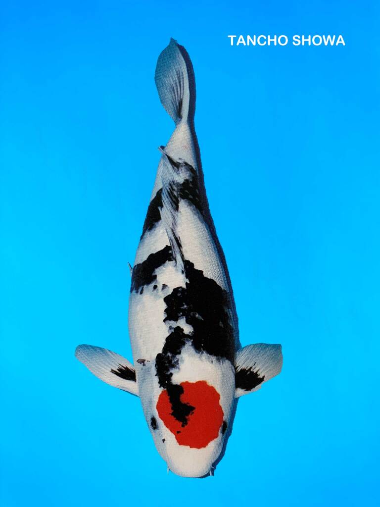 carpe koi tancho showa